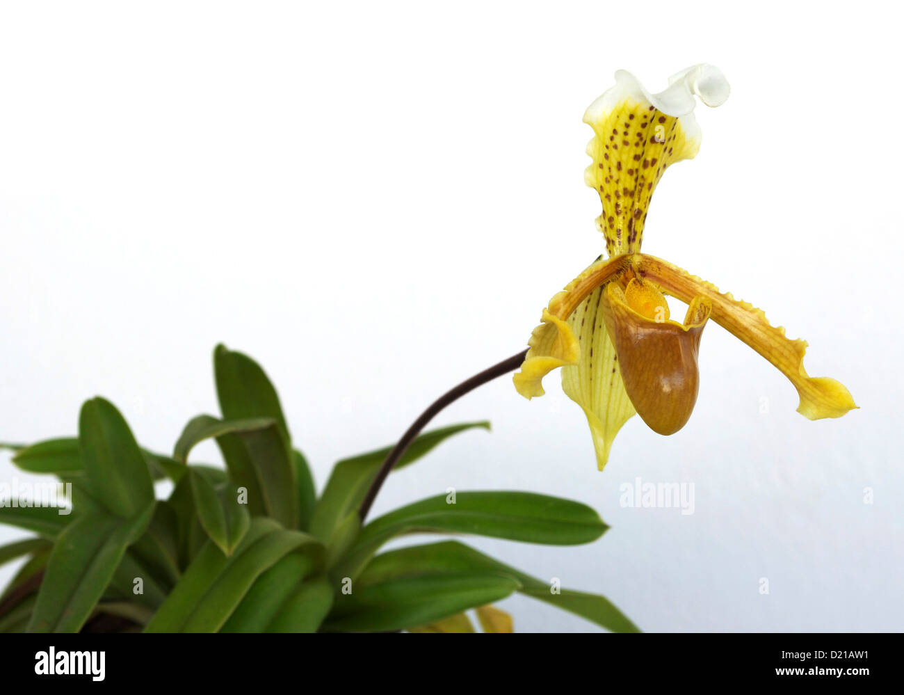 Paphiopedilum orchid commonly referred to as the “lady's-slippers” or “slipper orchids” on white background Stock Photo