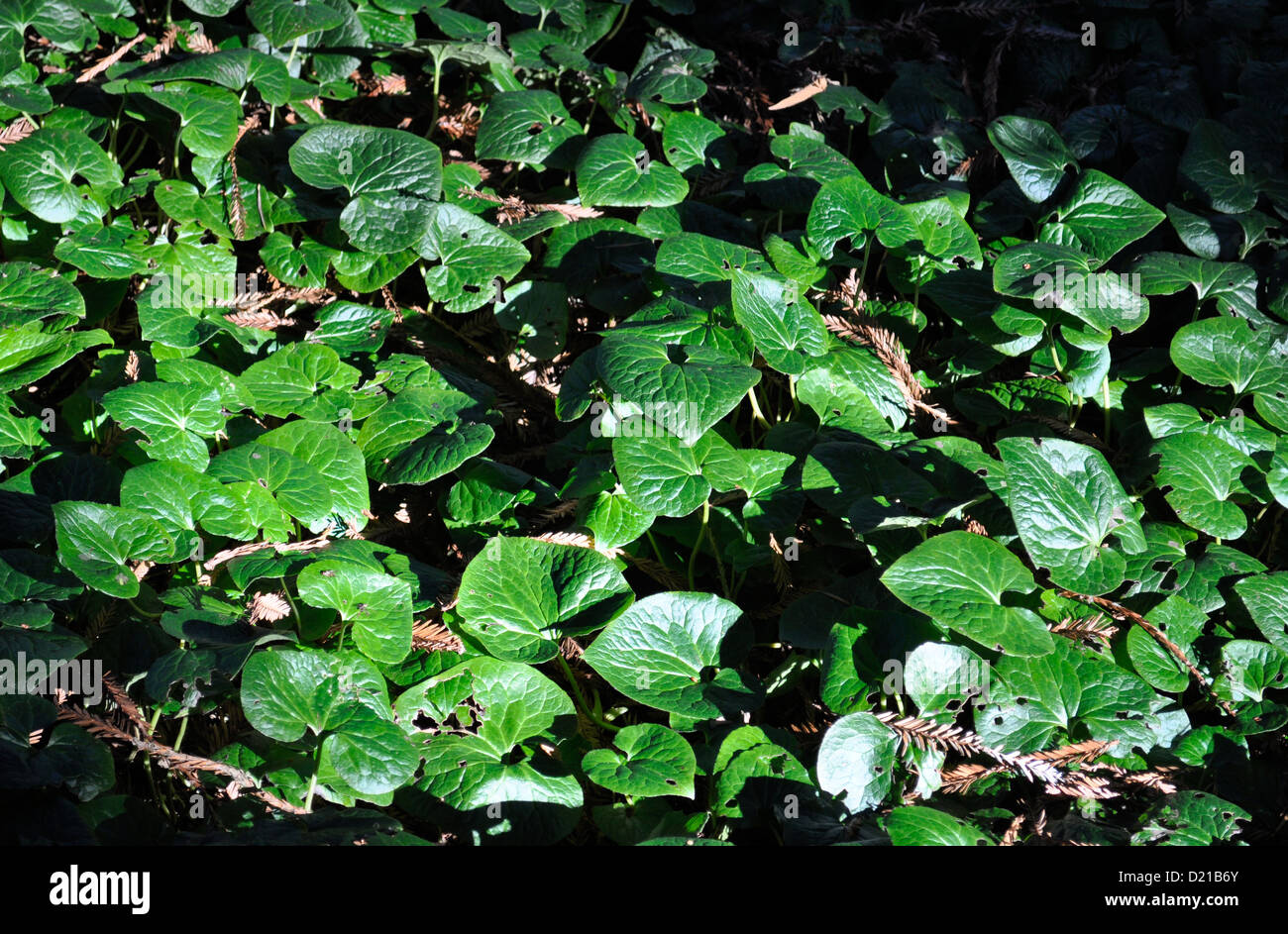 Wild Ginger Asarum caudatum leaves evergreen ground cover in Redwood