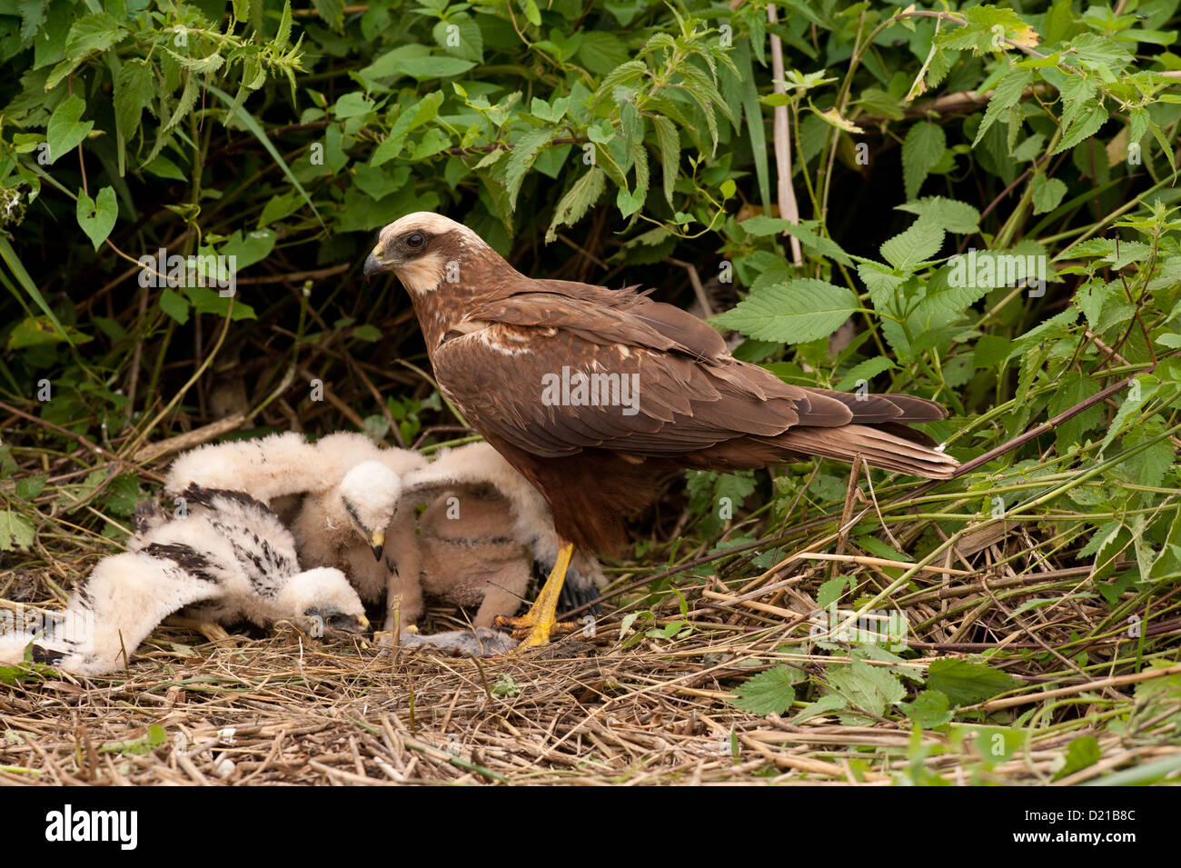Rohrweihe, Weibchen und Kueken (Circus aeruginosus) Western Marsh Harrier, female and chicks • Bayern, Deutschland Stock Photo