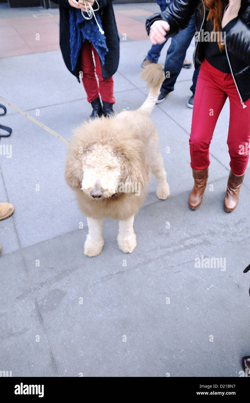 Charles the Lion Dog. EDITORIAL USE ONLY. NO COMMERCIAL USES Stock