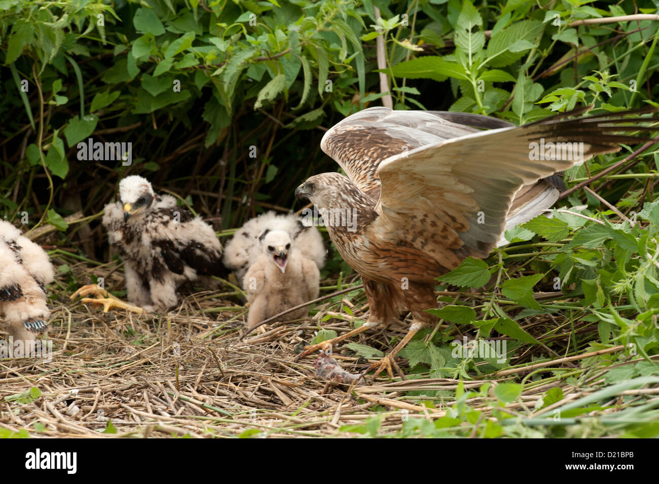 Rohrweihe, Maennchen und Kueken (Circus aeruginosus) Western Marsh Harrier, male and chicks • Bayern, Deutschland Stock Photo