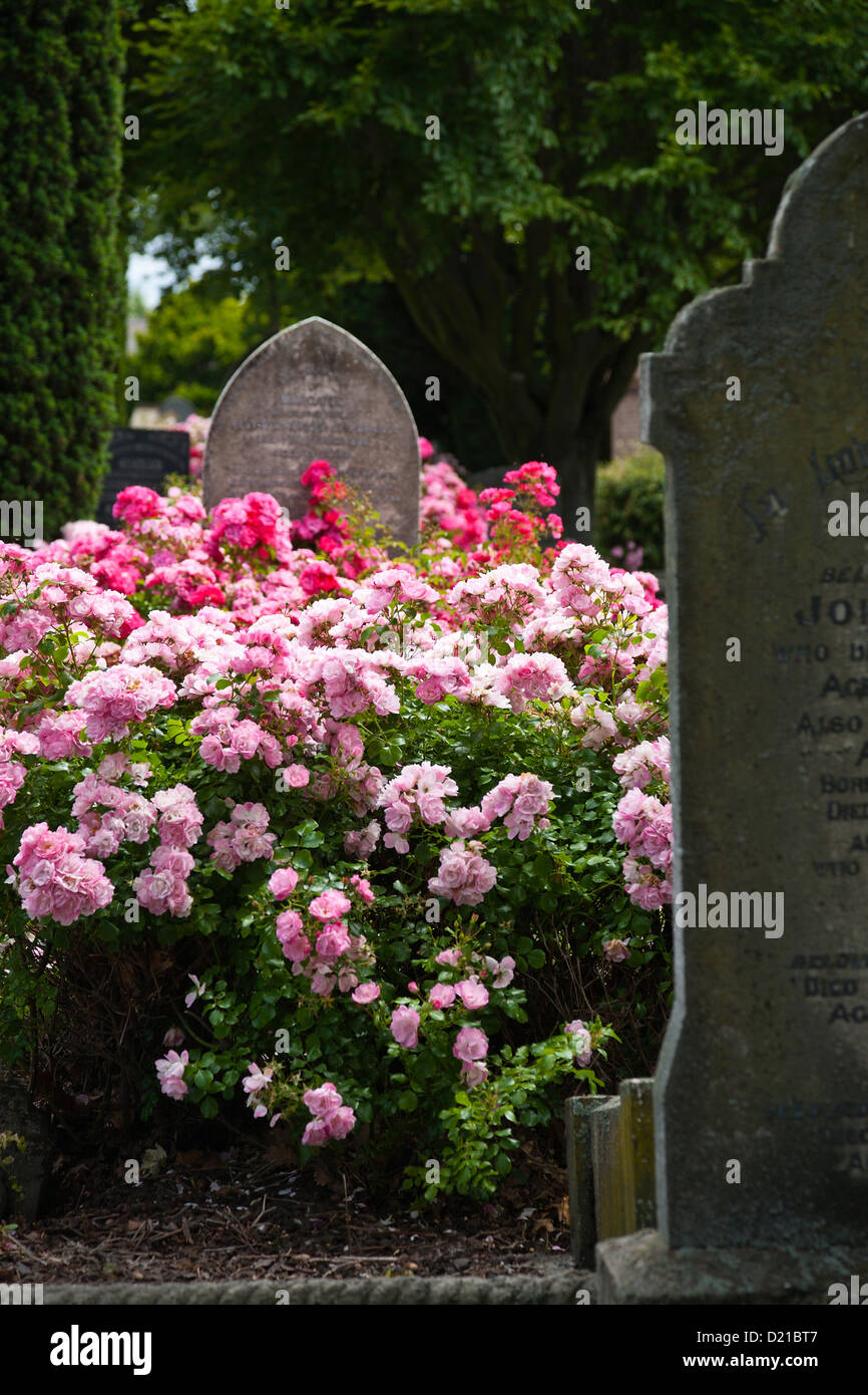 Rose bushes growing amongst the old gravestones. A cemetery in Christchurch, Canterbury, South Island, New Zealand. Stock Photo