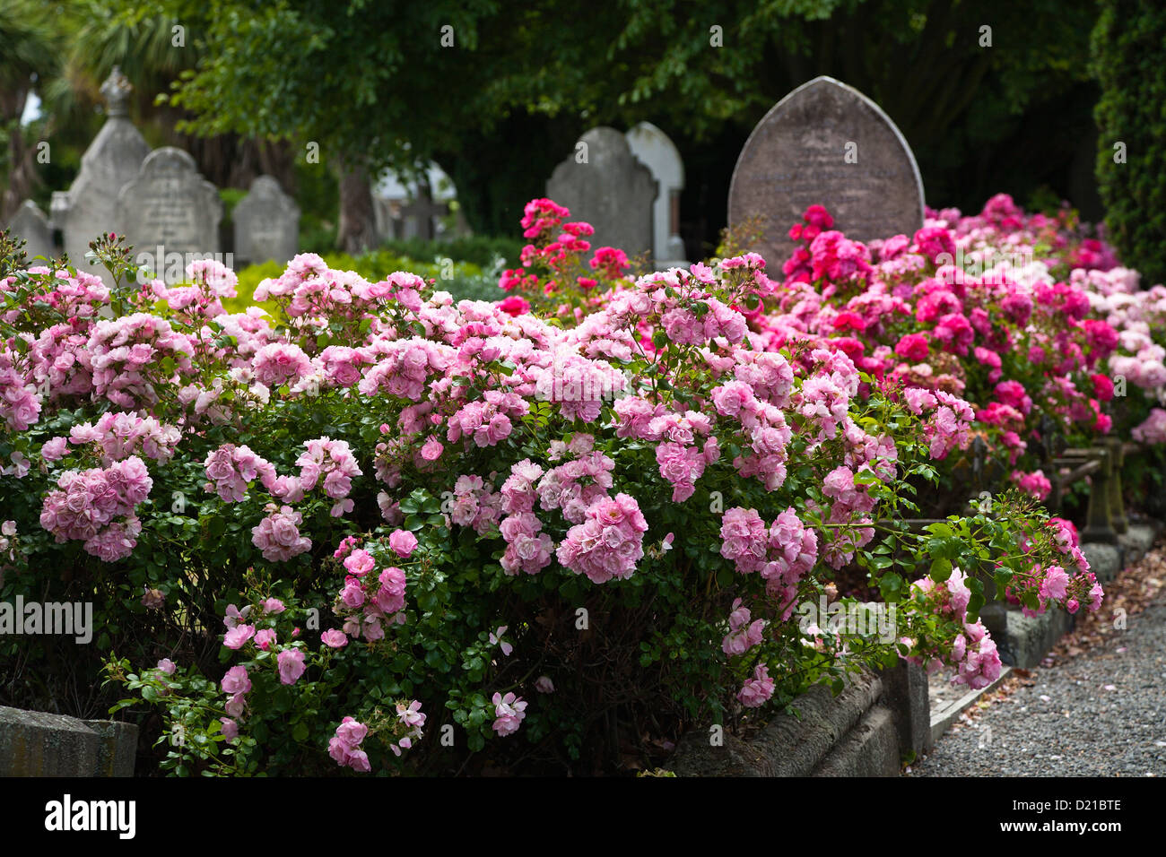 Rose bushes growing amongst the old gravestones. A cemetery in Christchurch, Canterbury, South Island, New Zealand. Stock Photo