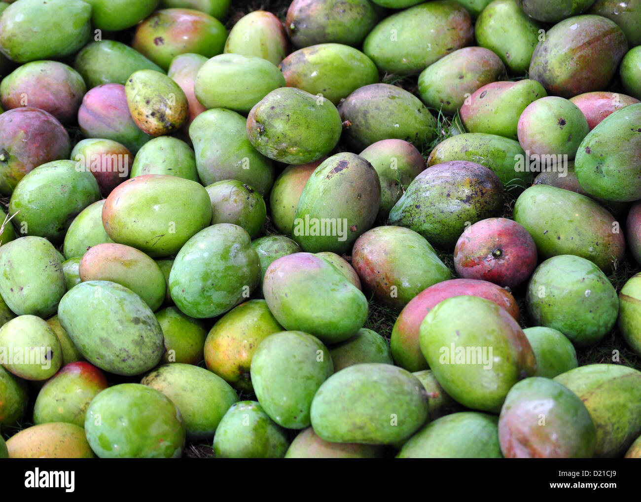 Mango Farm Stock Photos & Mango Farm Stock Images Alamy