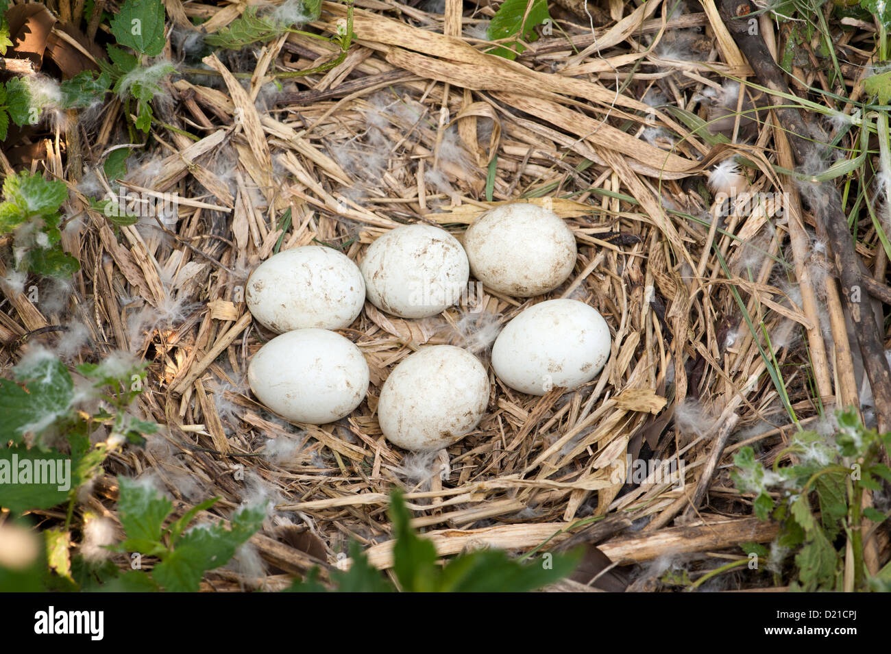 Rohrweihe, Gelege (Circus aeruginosus) Western Marsh Harrier, Eggs • Bayern, Deutschland Stock Photo