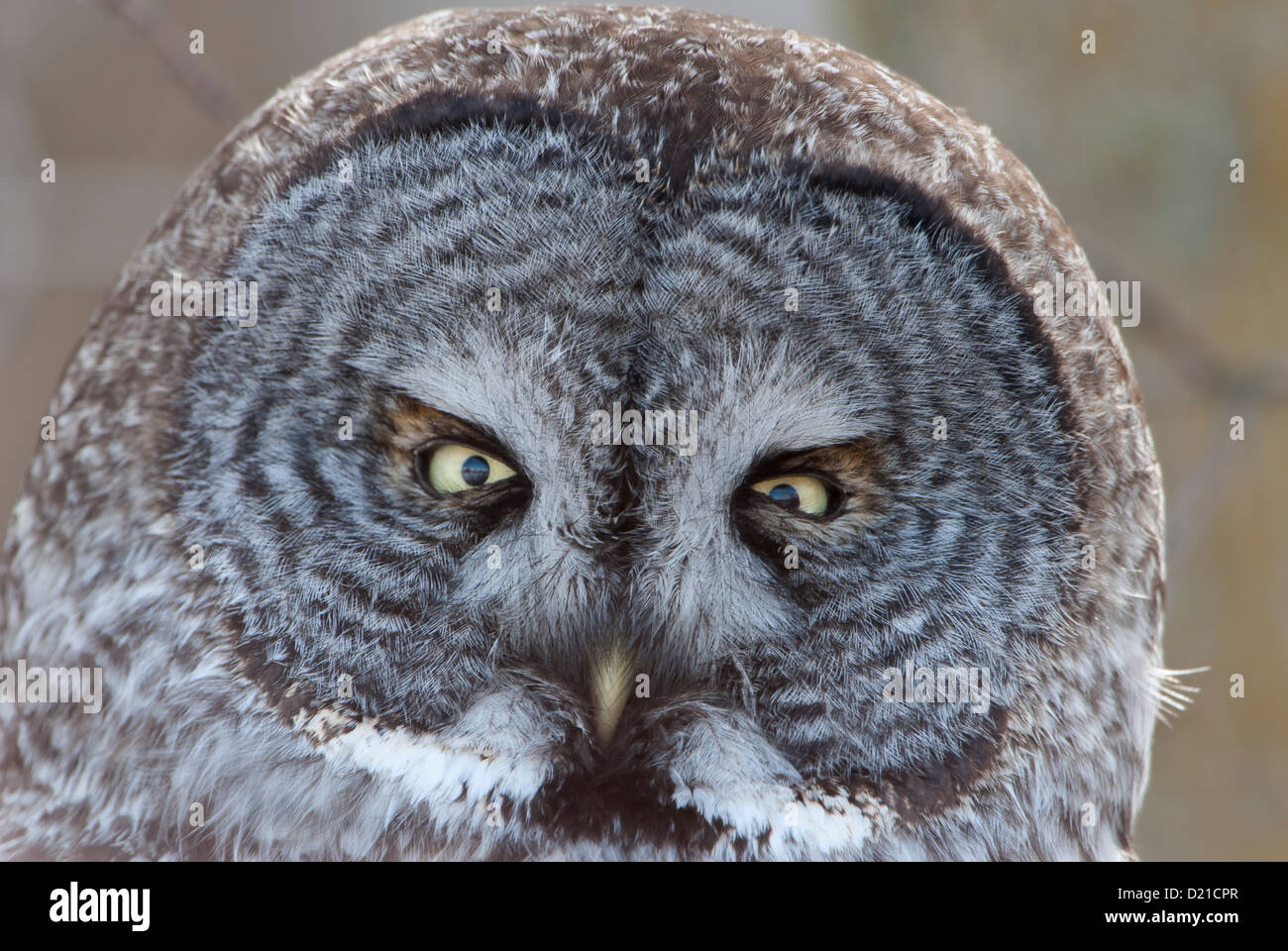 The face of a Great Gray Owl (Strix nebulosa), Missoula, Montana Stock Photo