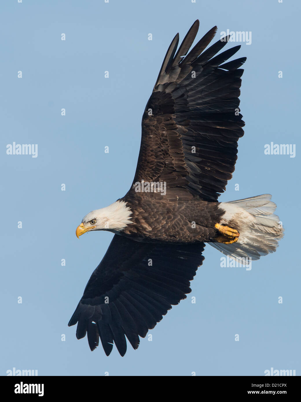 A Bald Eagle (Haliaeetus leucocephalus) circles over a lake, looking