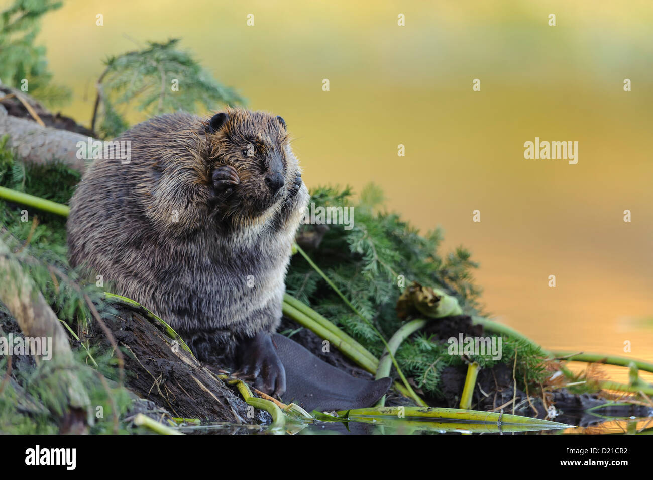 An American Beaver (Castor canadensis) sits on its lodge, Grand Teton National Park, Wyoming Stock Photo