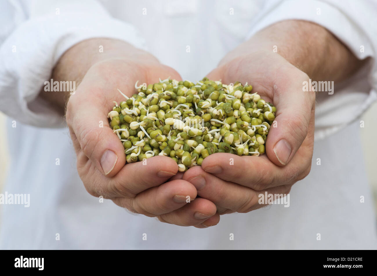 Hands holding Sprouting Mung beans Stock Photo