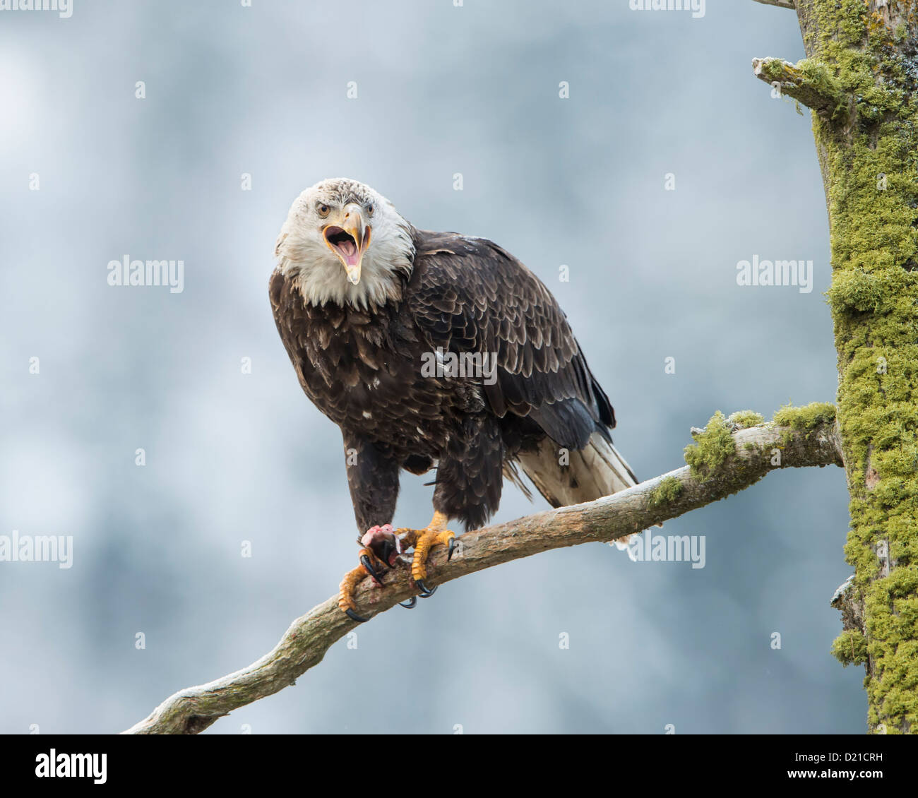 A Bald Eagle (Haliaeetus leucocephalus) cries out to neighboring eagles after consuming a salmon, Idaho Stock Photo