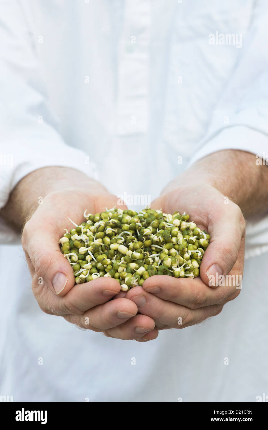 Hands holding Sprouting Mung beans Stock Photo