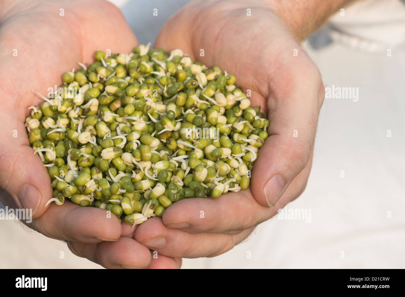 Hands holding Sprouting Mung beans Stock Photo