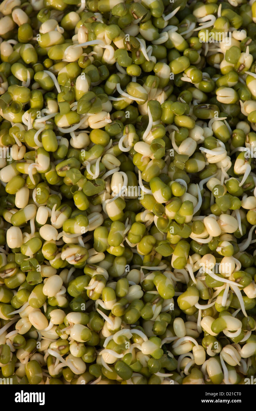 Sprouting Mung beans Stock Photo