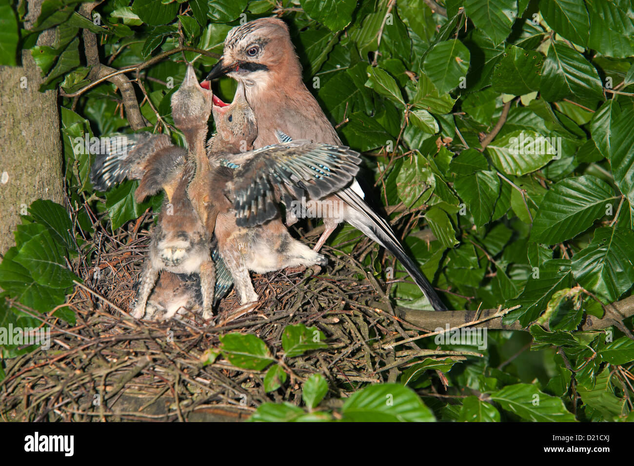 Eichelhaeher (Garrulus glandarius) Jay • Bayern, Deutschland Stock Photo
