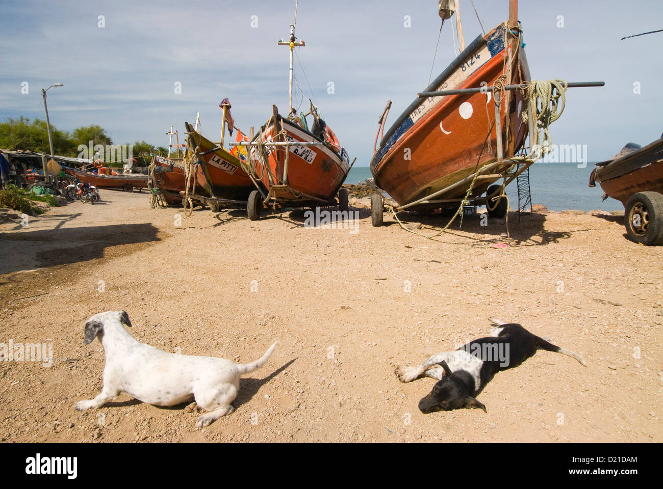 Sleeping dogs and fishing boats at fish camp in Piriapolis in Maldonado Uruguay Stock Photo