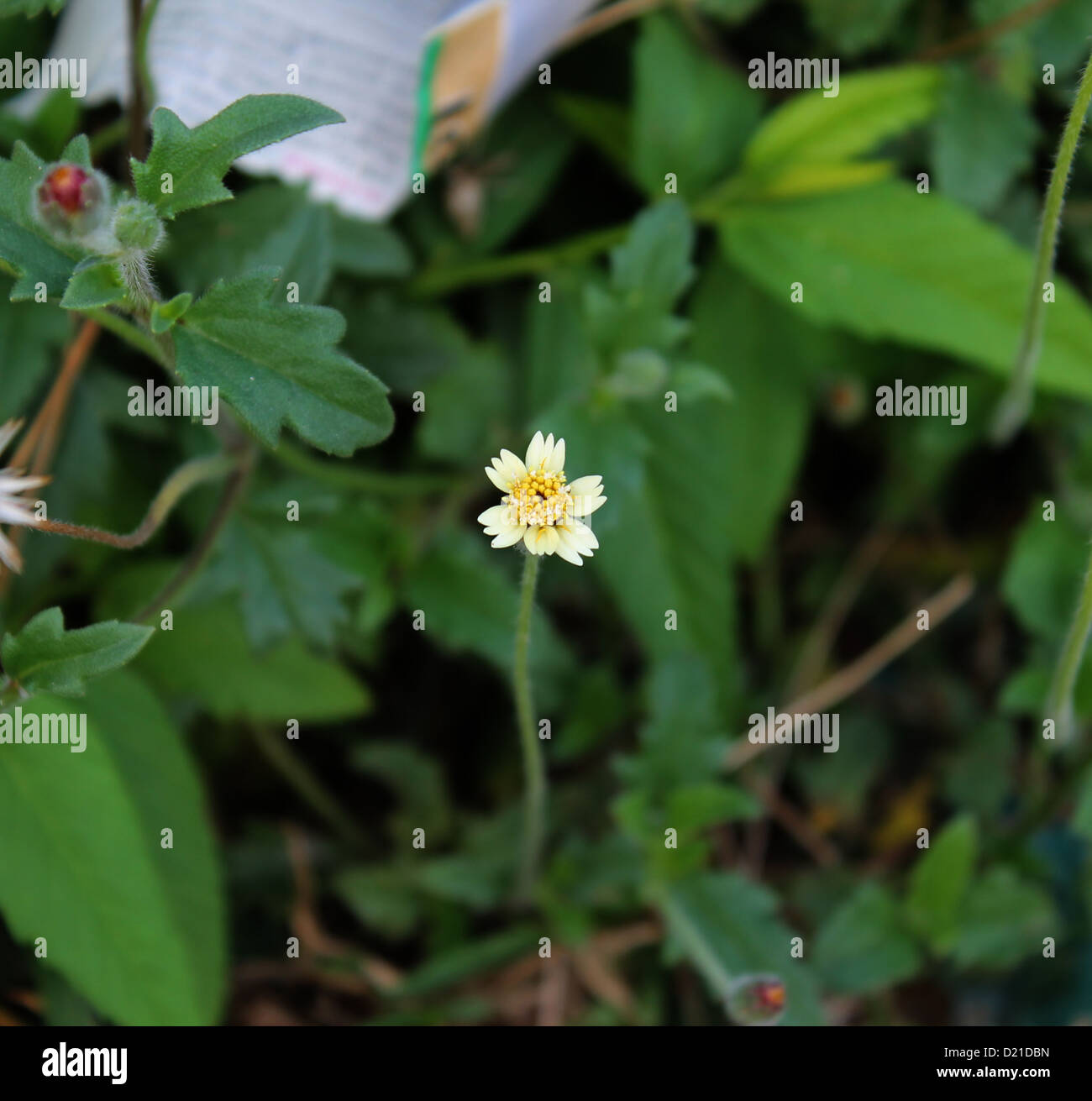 Tridax procumbens Stock Photo