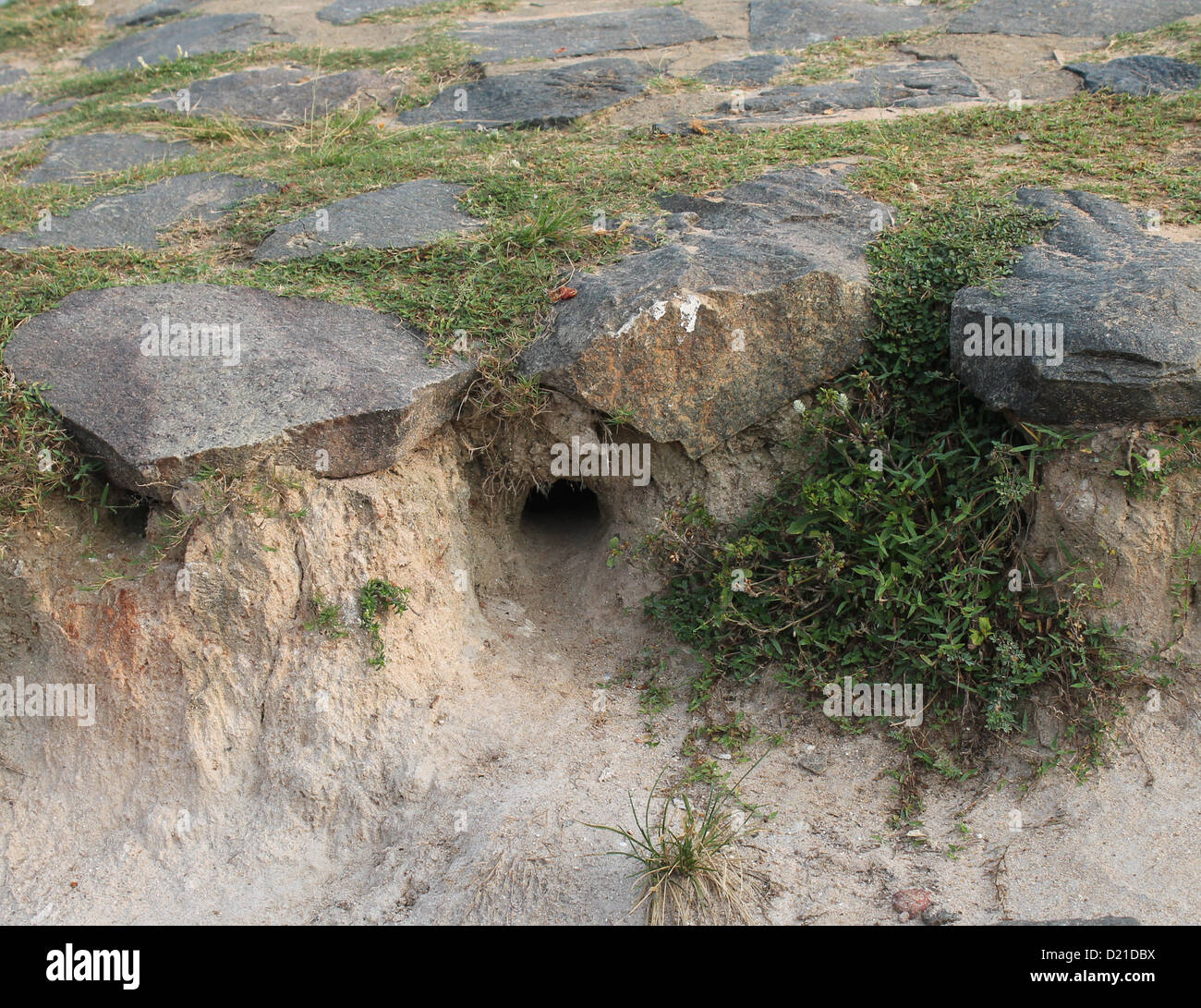 A rodent's burrow Stock Photo