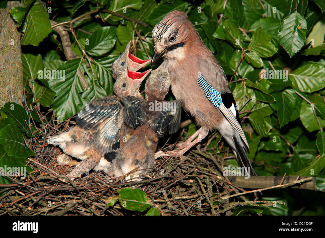 Eichelhaeher (Garrulus glandarius) Jay • Bayern, Deutschland Stock Photo