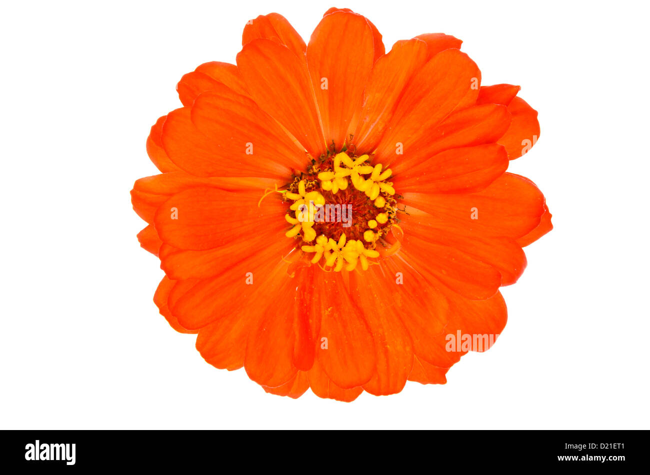 Orange zinnia flowers Stock Photo