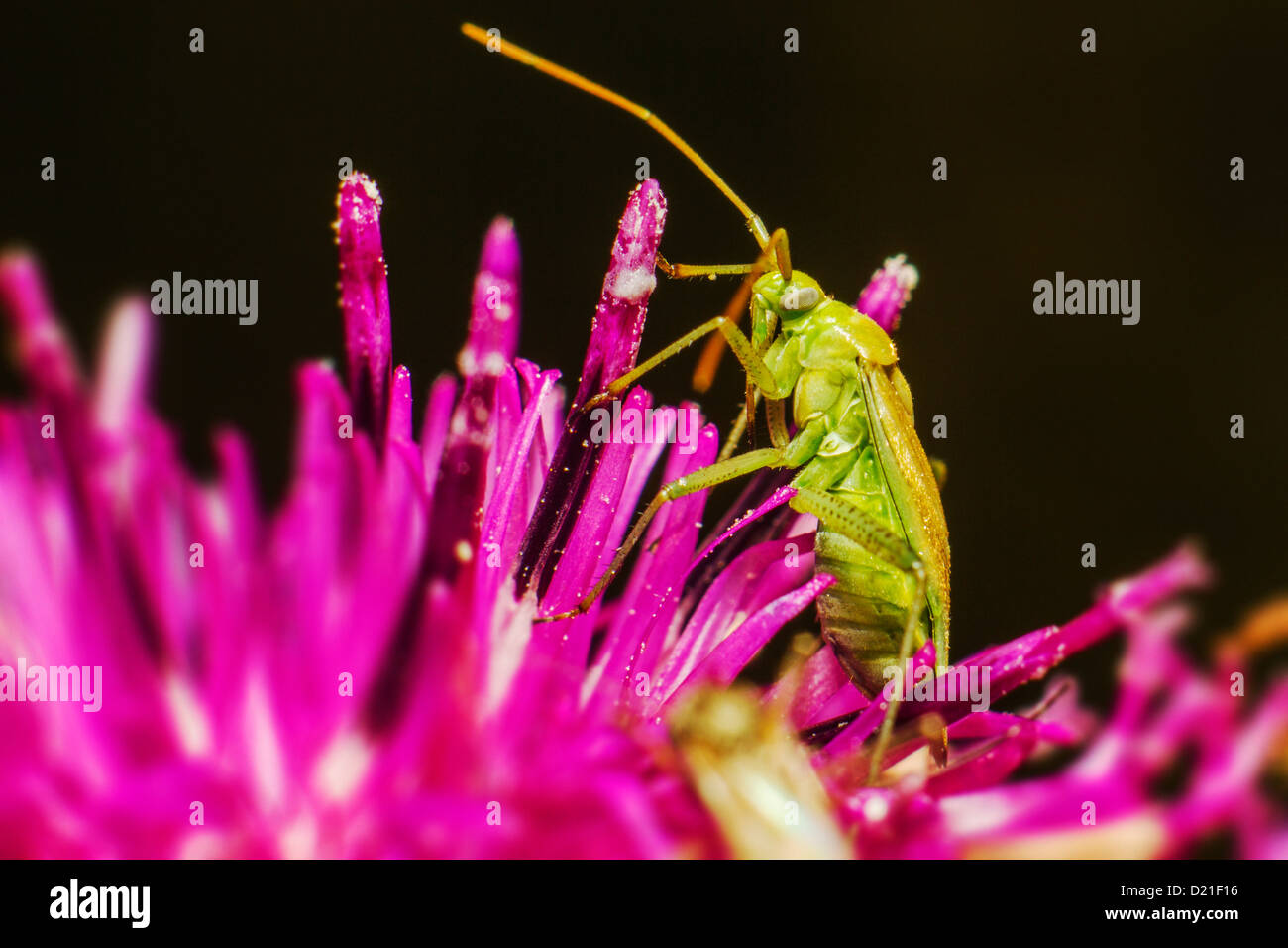 Portrait of a insect Stock Photo