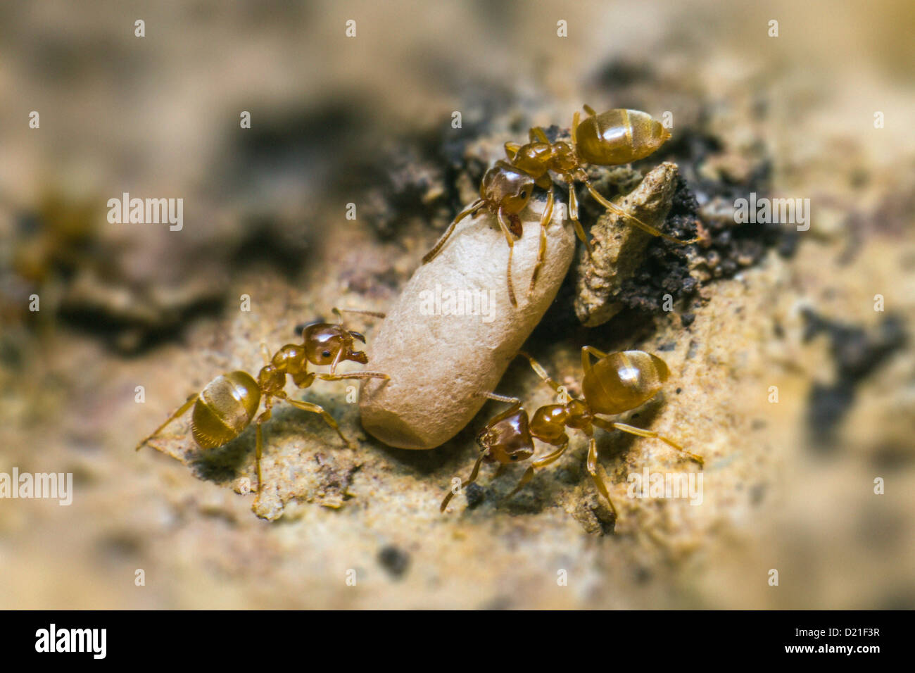 Ants Stock Photo