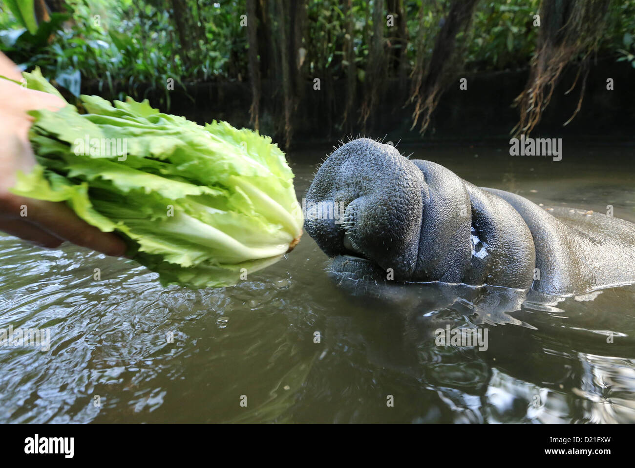 A manatee is fed endives at the Burgers' Zoo in Arnhem, Netherlands, 10 January 2013. The three manatees living at the zoo consume 90 pounds of endives every day and, for a change, carrots and beets. Photo: VidiPhoto - NETHERLANDS OUT Stock Photo