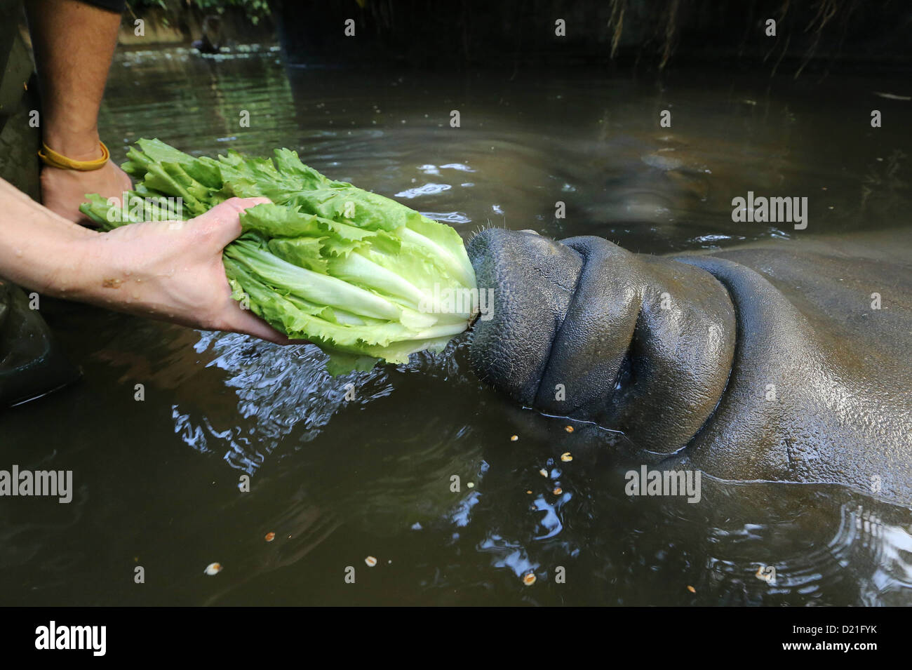 A manatee is fed endives at the Burgers' Zoo in Arnhem, Netherlands, 10 January 2013. The three manatees living at the zoo consume 90 pounds of endives every day and, for a change, carrots and beets. Photo: VidiPhoto - NETHERLANDS OUT Stock Photo