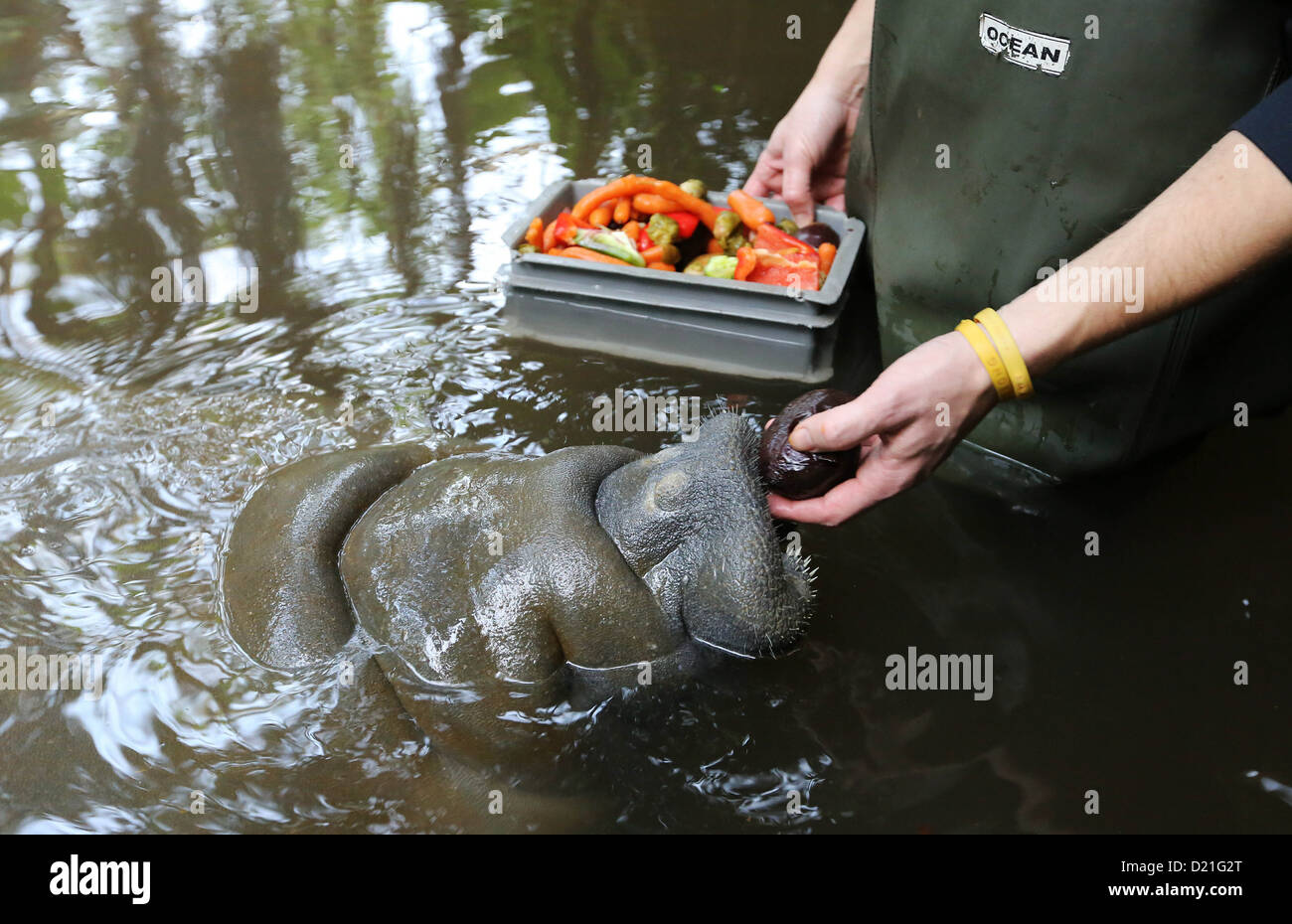 A manatee is fed beets at the Burgers' Zoo in Arnhem, Netherlands, 10 January 2013. The three manatees living at the zoo consume 90 pounds of endives every day and, for a change, carrots and beets. Photo: VidiPhoto - NETHERLANDS OUT Stock Photo