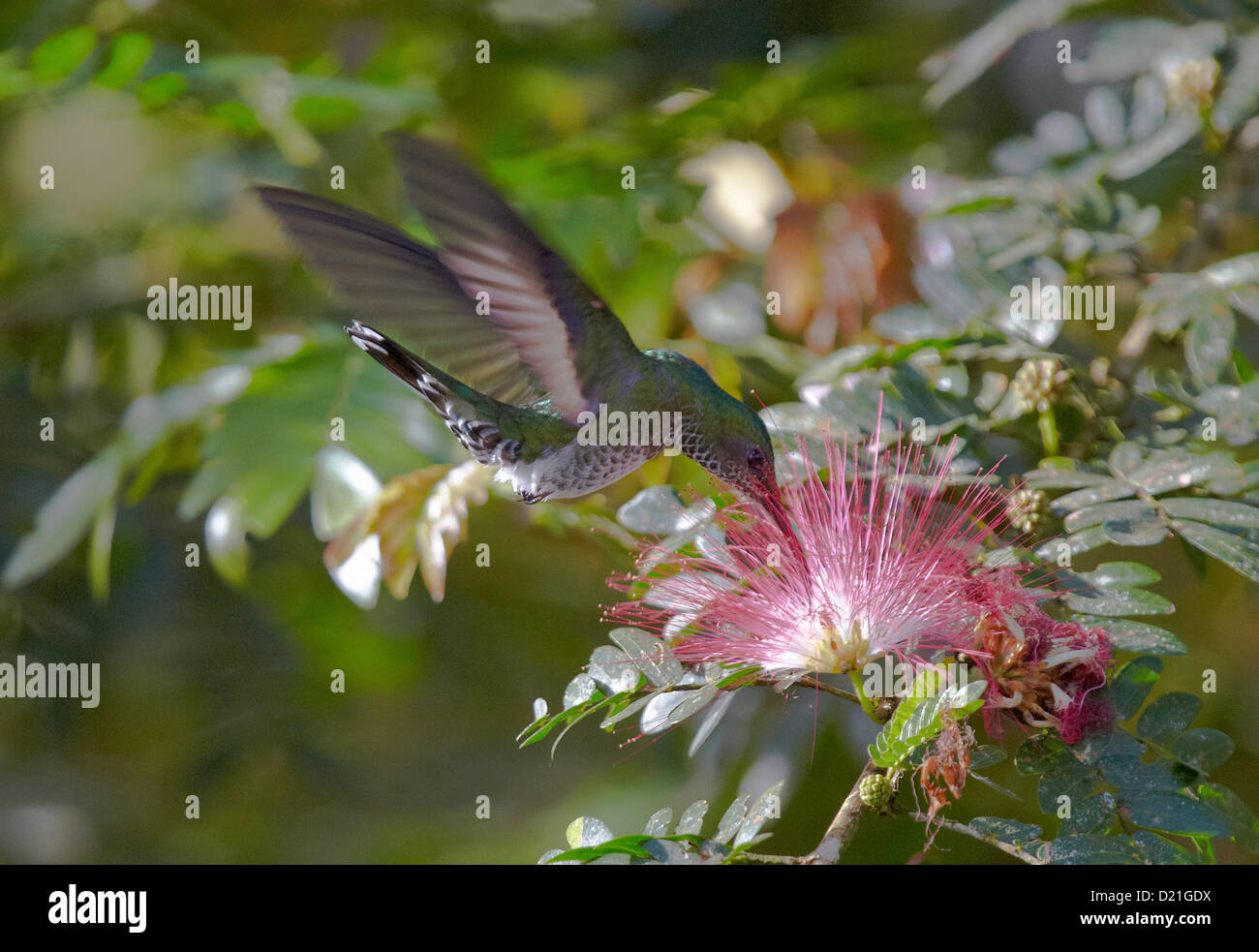 Flying hummingbird at a mimosa blossom, Guanacaste, Costa Rica, Central America, America Stock Photo