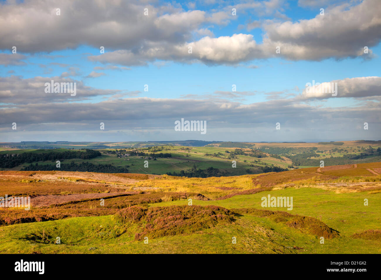 Moorland with heather near Reeth, Yorkshire, England Stock Photo