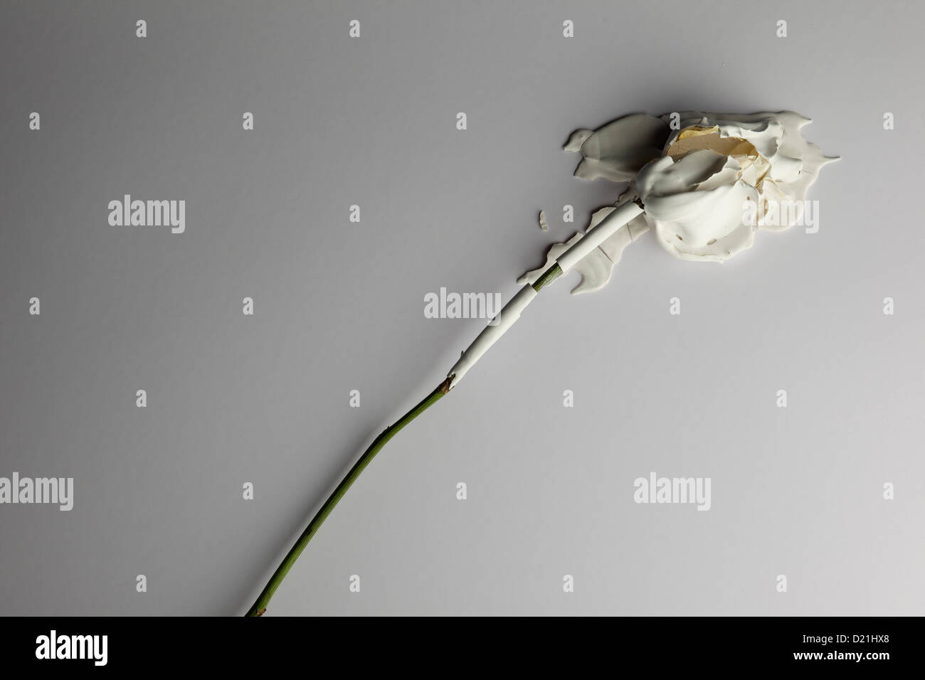 Dried rose covered with white paint on white background Stock Photo