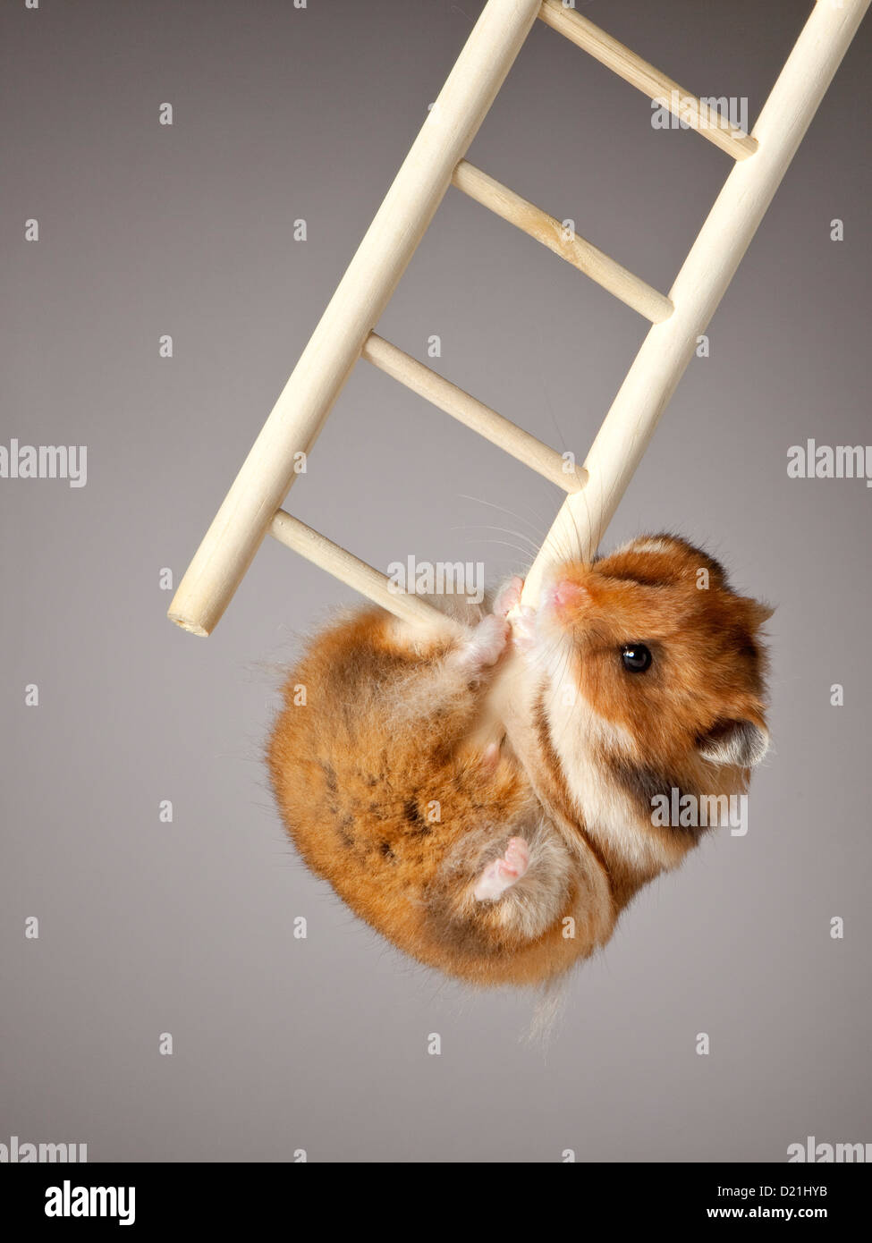 Hamster hanging on ladder, close up Stock Photo Alamy