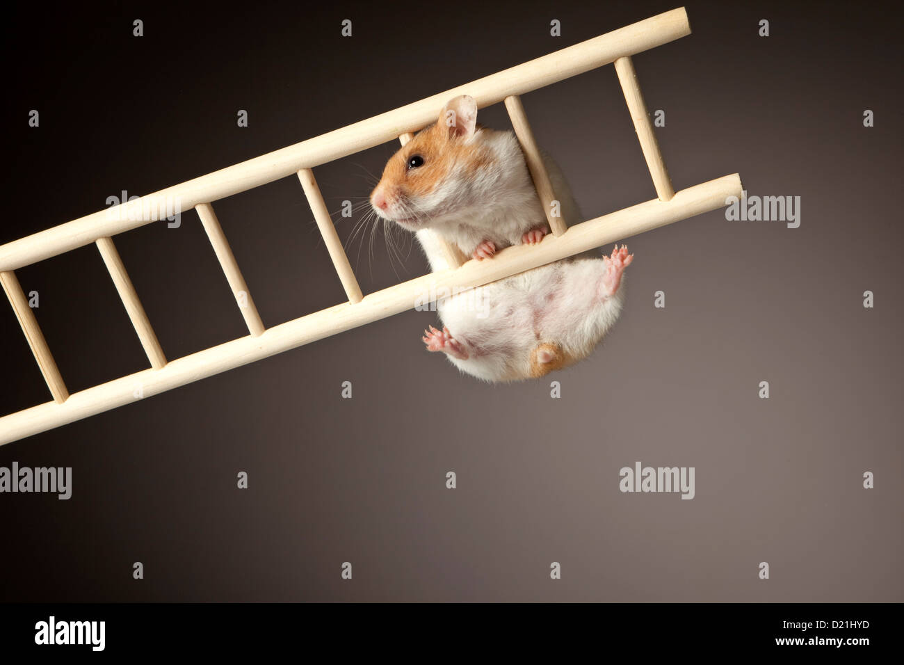 Hamster hanging on ladder, close up Stock Photo Alamy