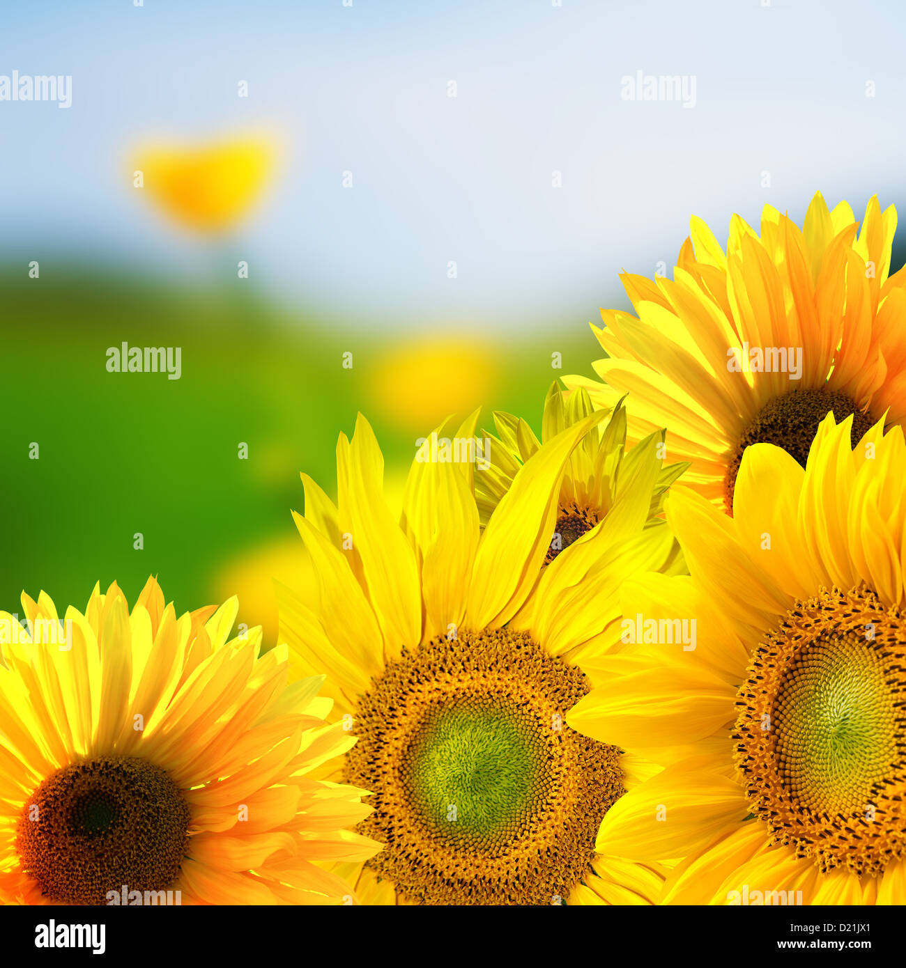 Environment sunflowers hi-res stock photography and images - Alamy