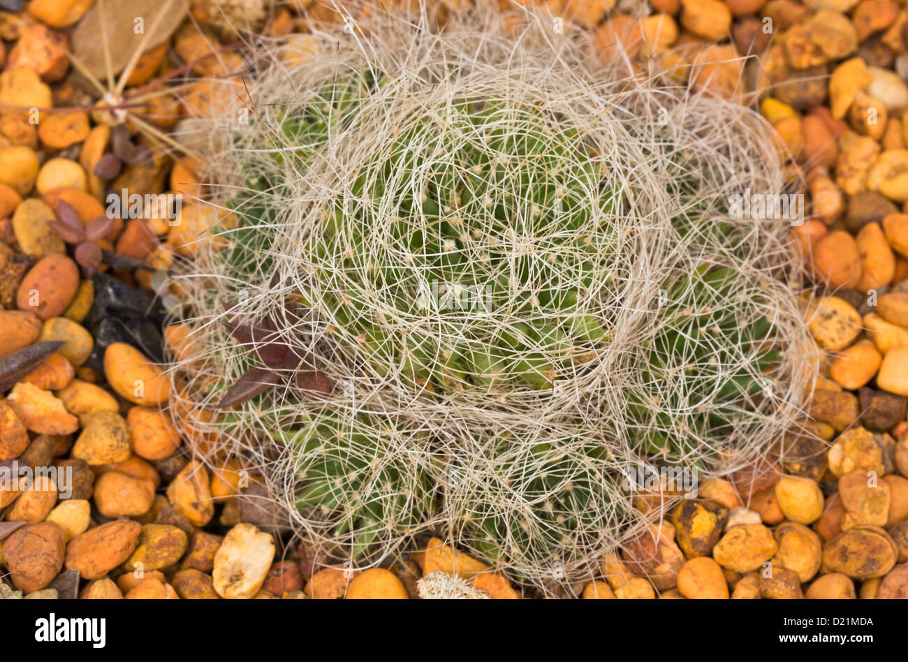 Mammillaria camptotricha hi-res stock photography and images - Alamy