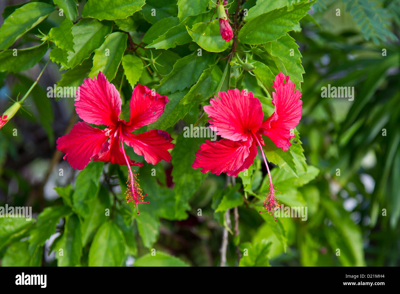 hibiskusblüten Stock Photo