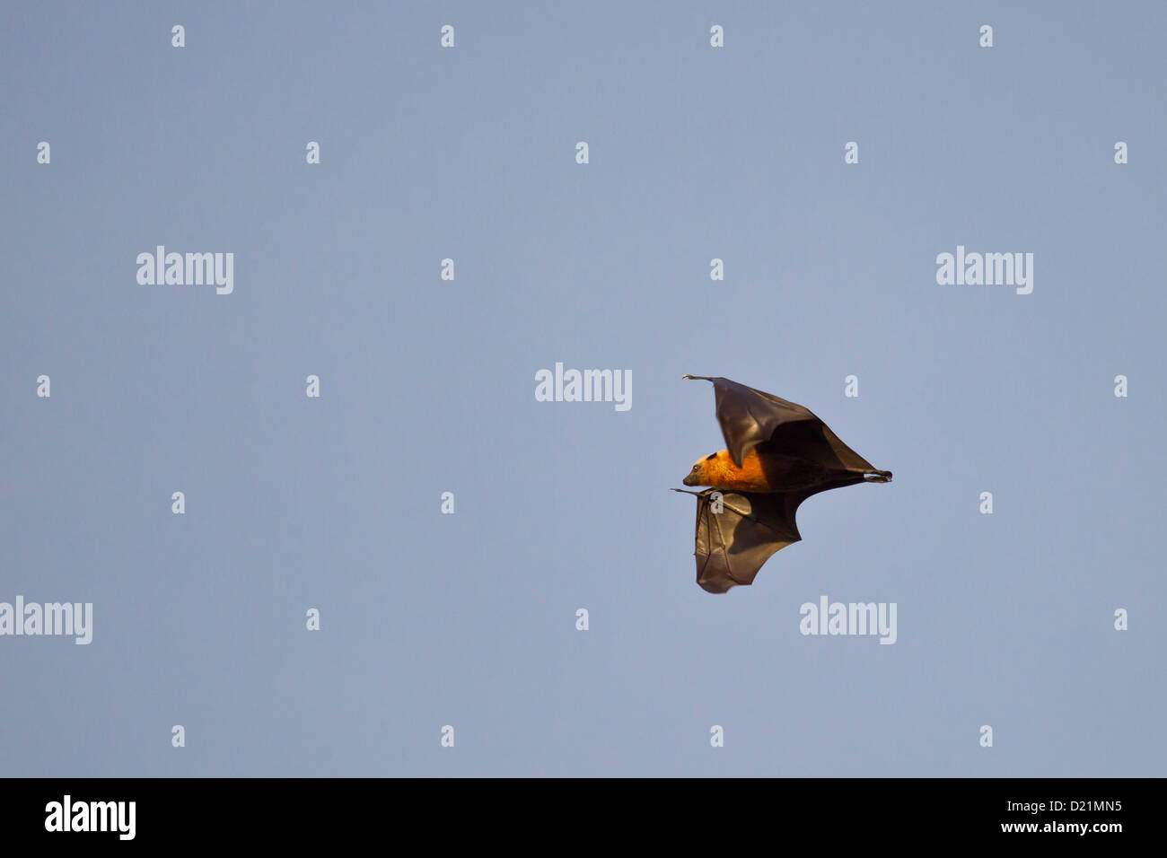 lugfuechse flying dog flying foxes Stock Photo