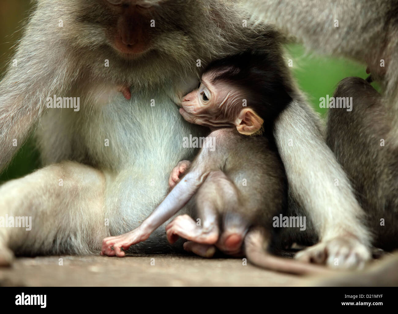Family of monkeys. Monkeys forest on Bali. Indonesia Stock Photo - Alamy