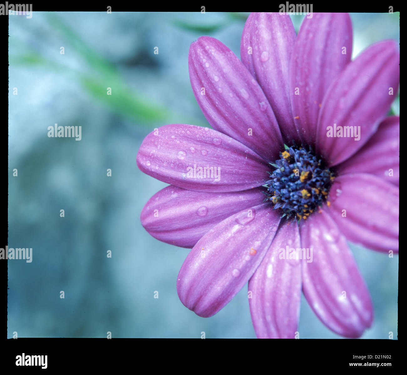Flower bud close up hi-res stock photography and images - Alamy