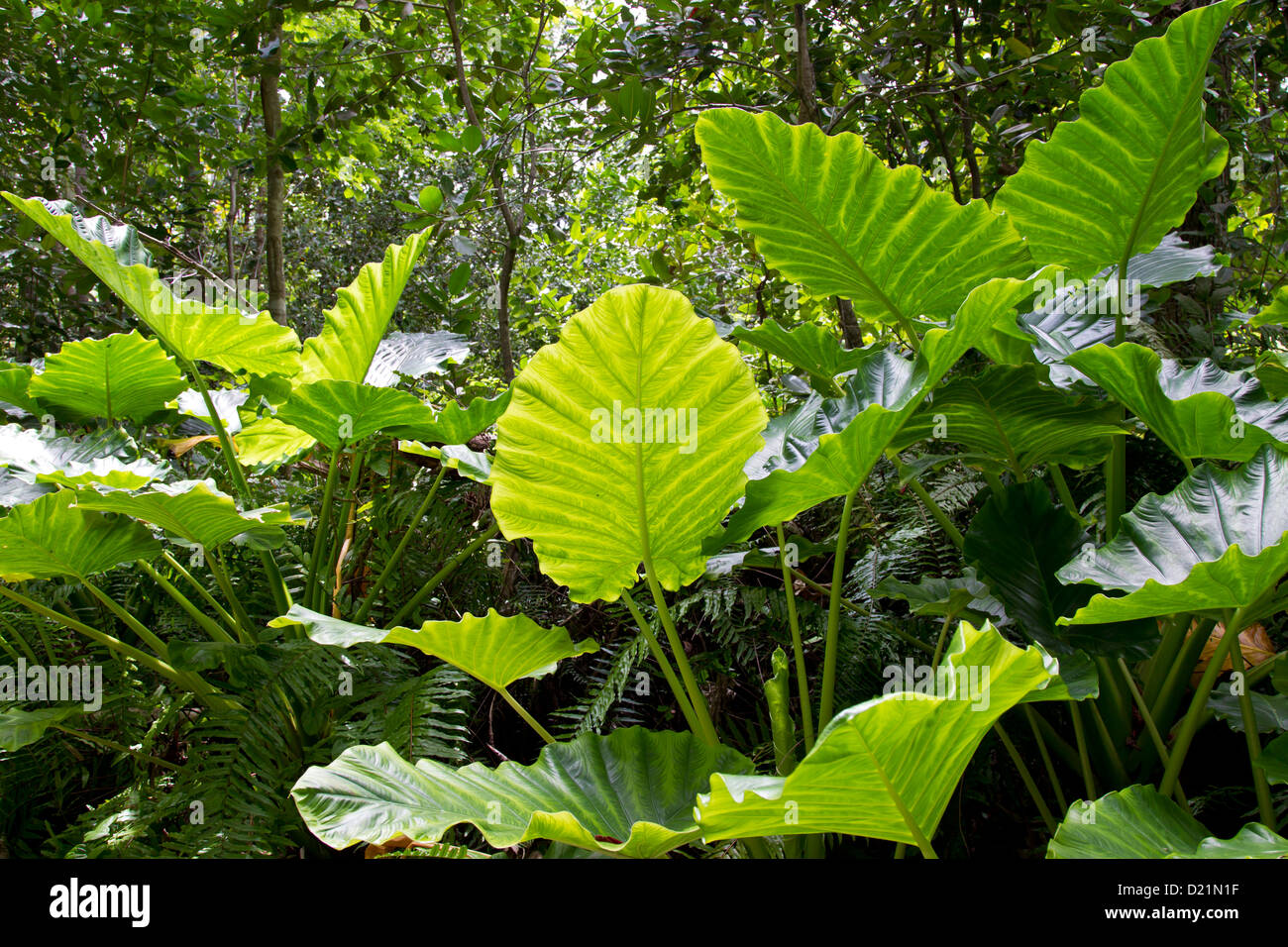 Dschungel Seychellen Stock Photo