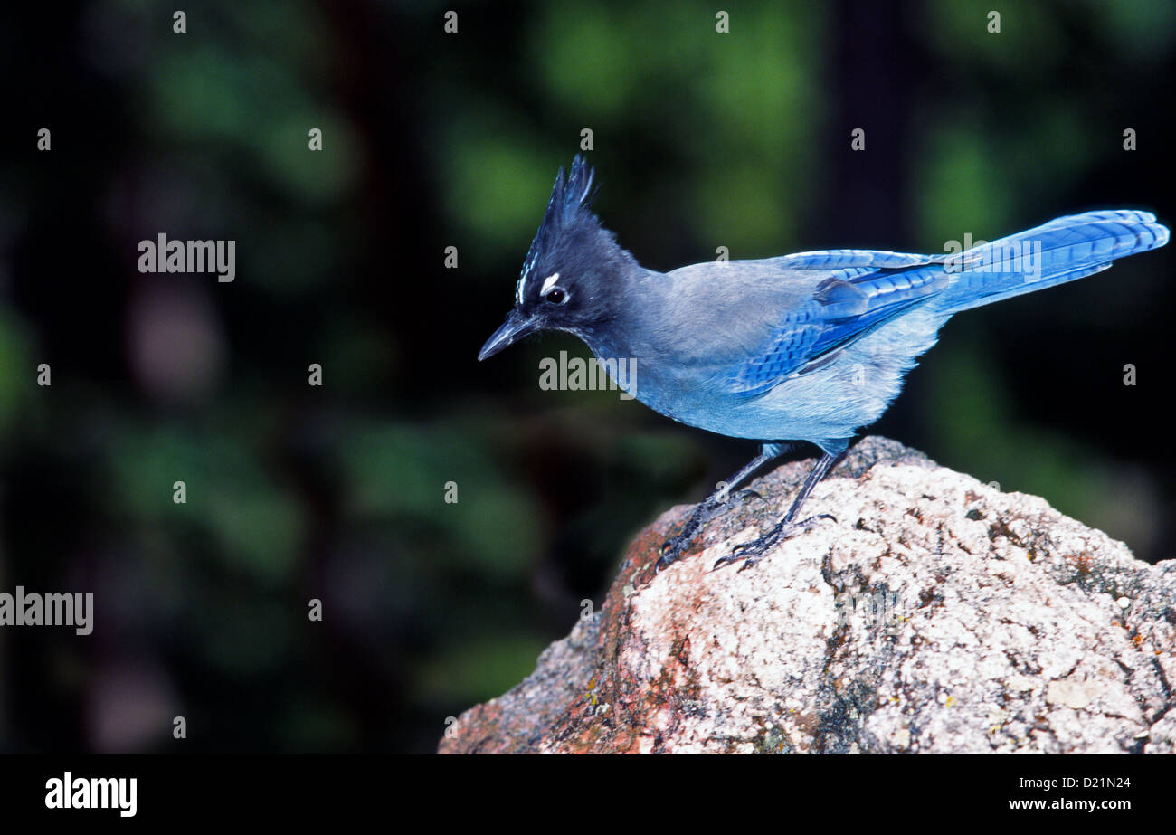 BLUE JAY [CYANOCITTA CRISTATA] PERCHES ON A ROCK IN MONTANA USA Stock ...