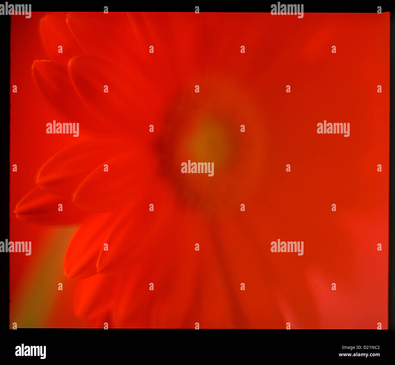 Red flower petals hi-res stock photography and images - Alamy