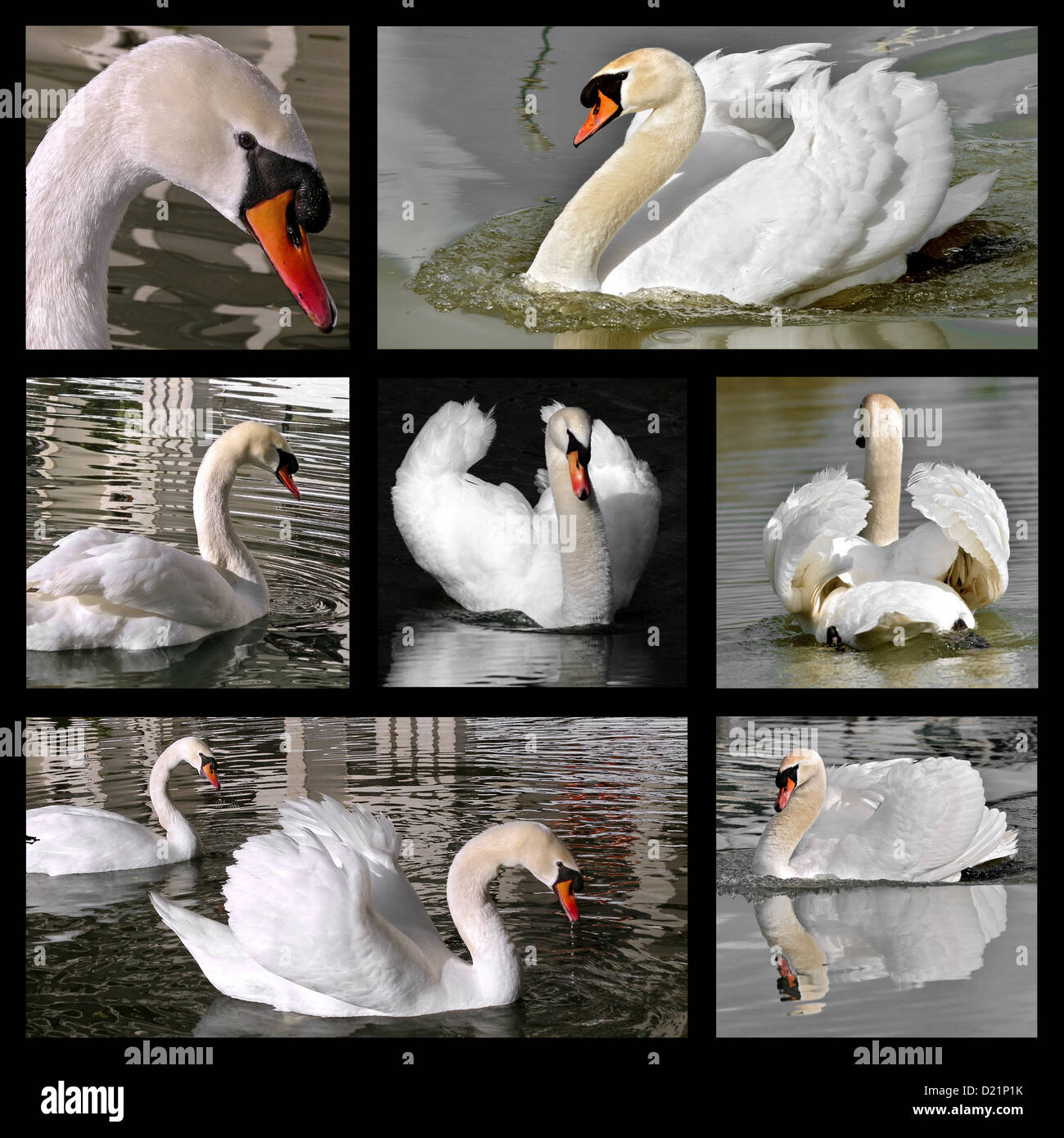 Seven swans a swimming hi-res stock photography and images - Alamy