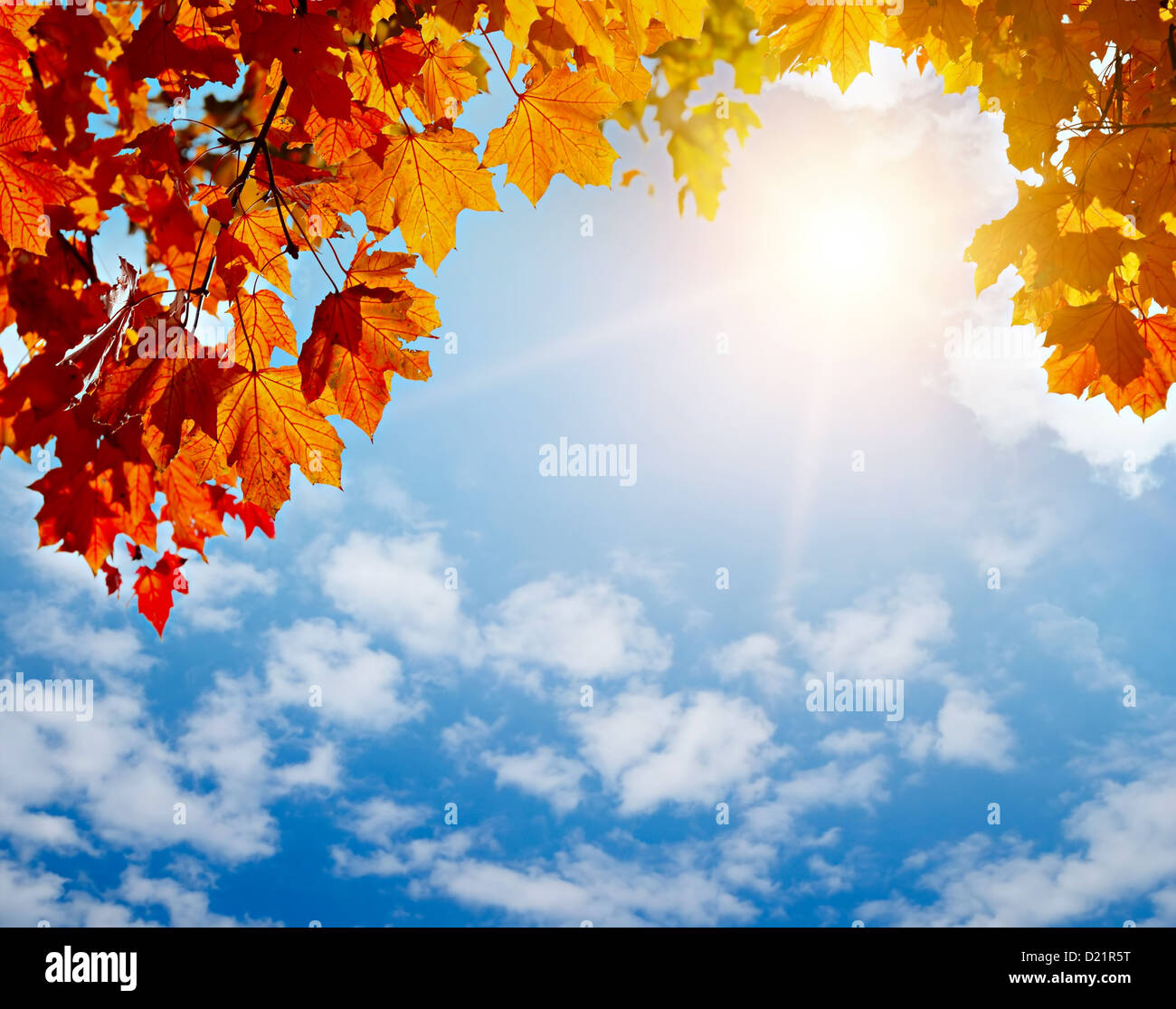 autumn yellow leaves in sun rays and blue sky Stock Photo