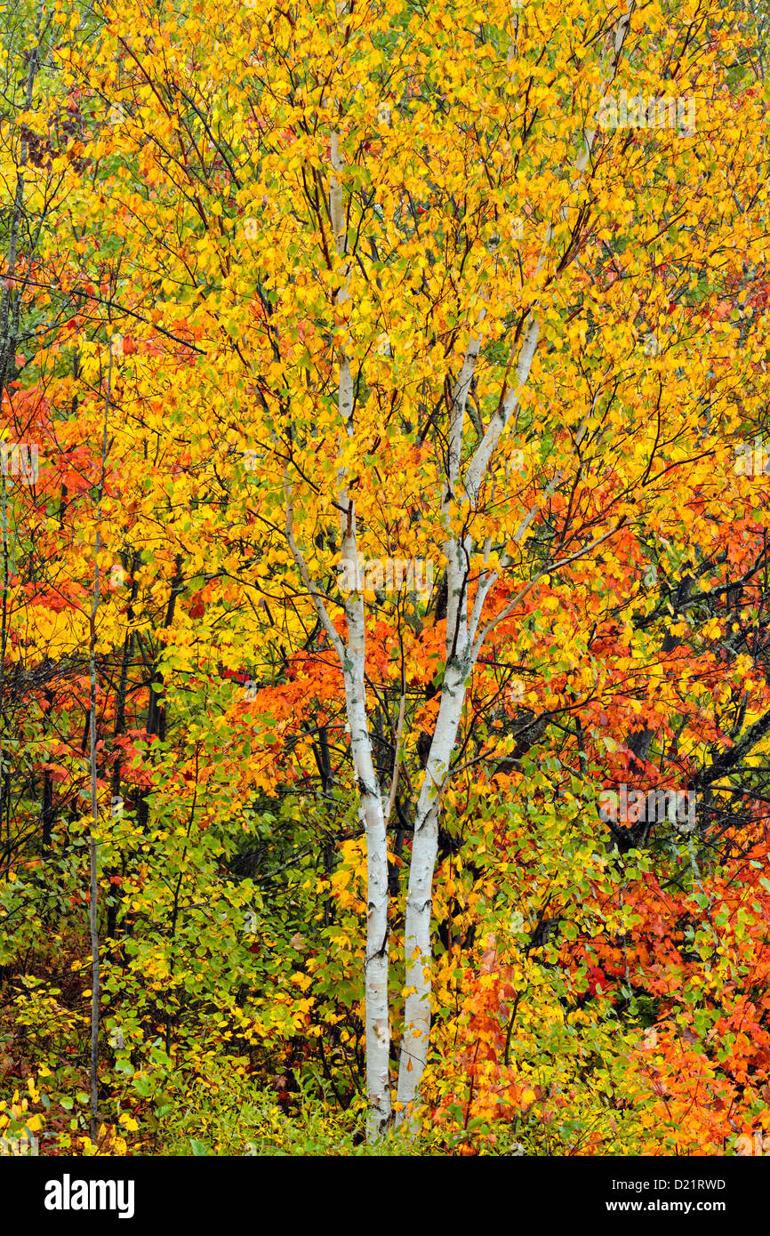 White birch (Betula papyrifera) Autumn foliage, Greater Sudbury, Ontario, Canada Stock Photo