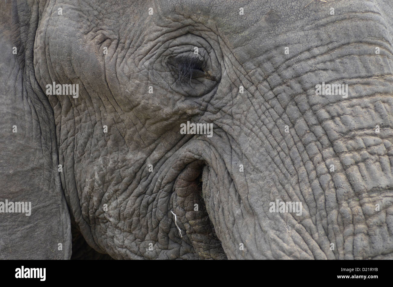 Elephant close up, Photo Chris du Plessis Stock Photo