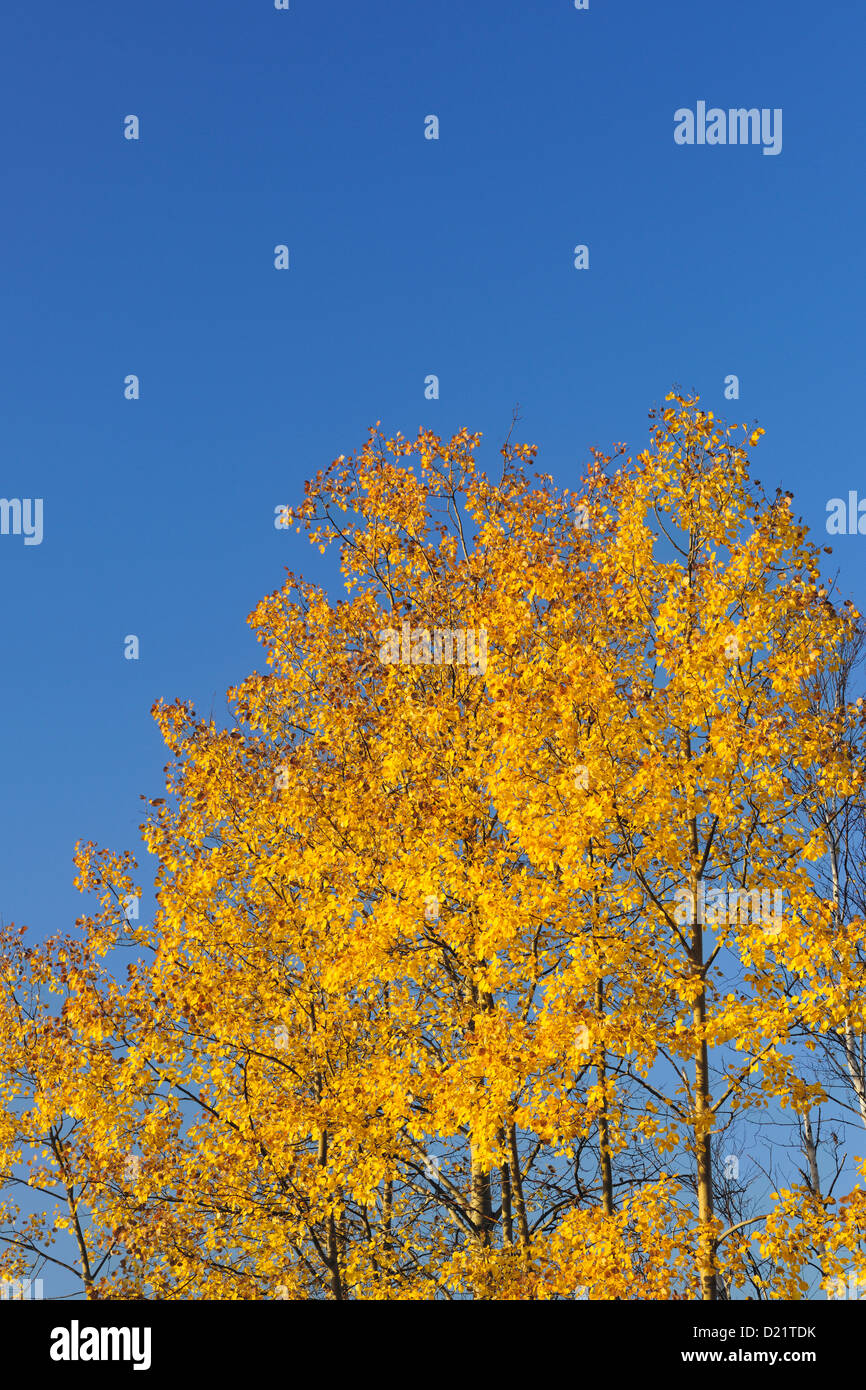 Trembling aspen hi-res stock photography and images - Alamy