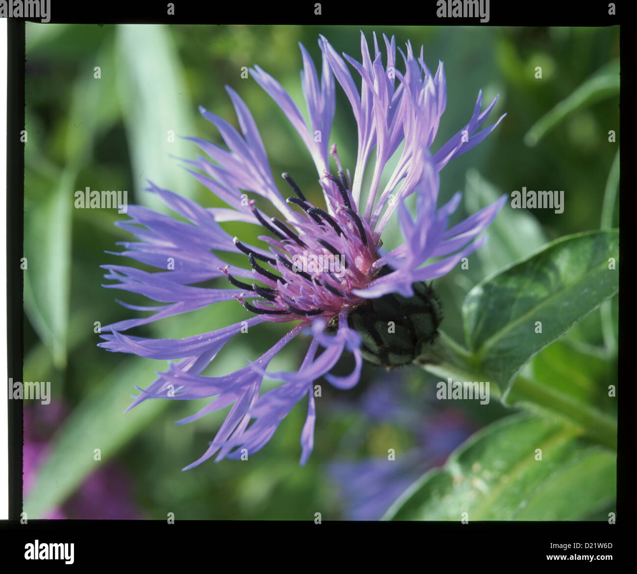 Purple flower stem hi-res stock photography and images - Alamy