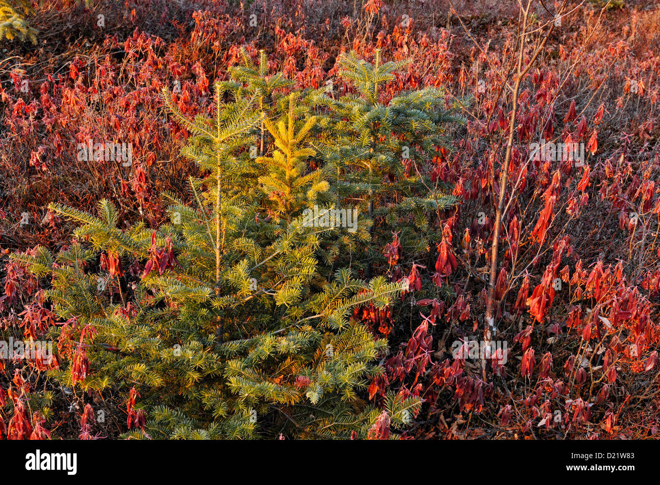 Spruce tree (Picea glauca) saplings in a colony of sheep laurel, Greater Sudbury, Ontario, Canada Stock Photo