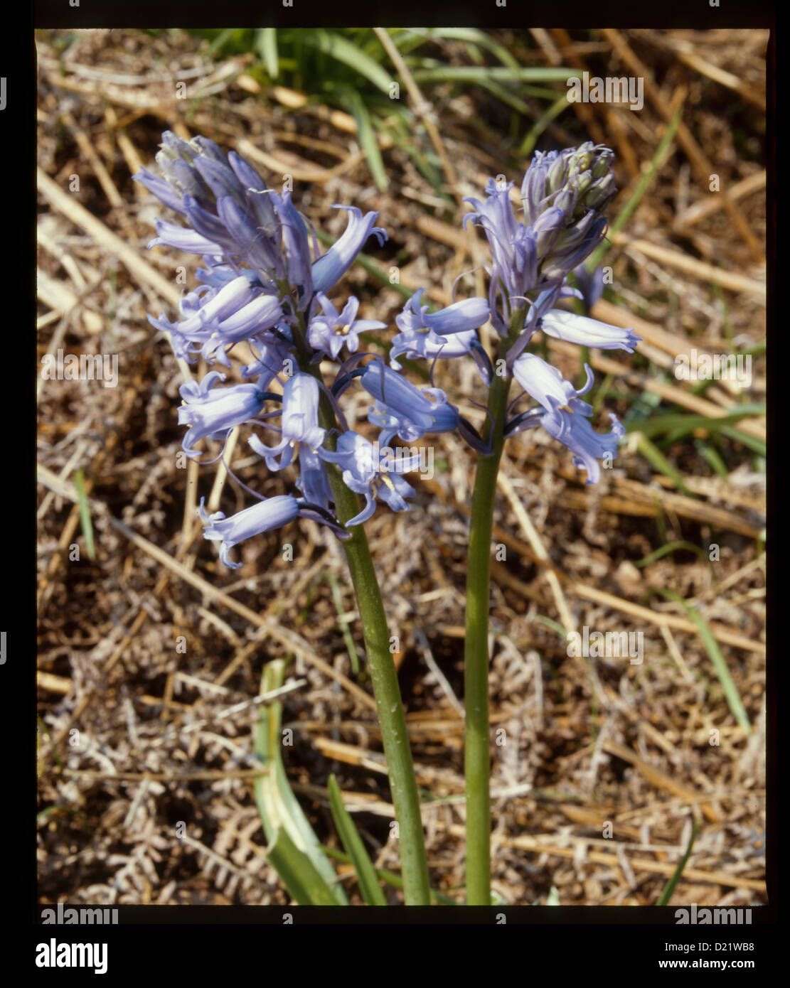 Close up flowers blue hi-res stock photography and images - Alamy